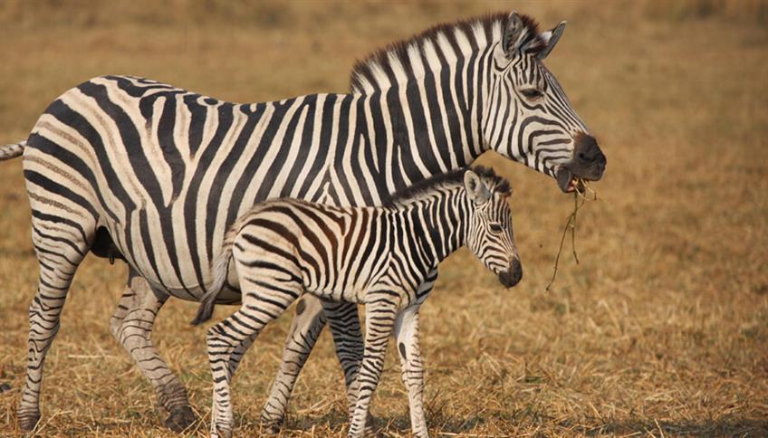 Le zebre e il loro mondo a strisce Le zebre e il loro mondo a strisce